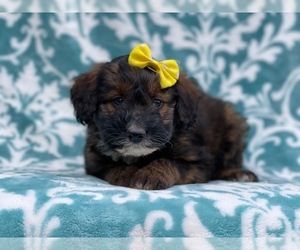 Bluetick Coonhound-Bordoodle Mix Puppy for sale in LAKELAND, FL, USA