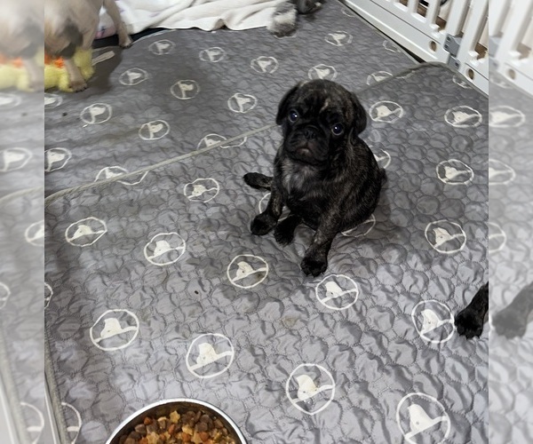 Medium Photo #44 Pug Puppy For Sale in TROY, MO, USA