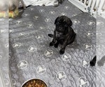 Small Photo #44 Pug Puppy For Sale in TROY, MO, USA