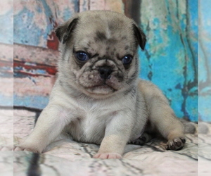 Pug Puppy for sale in SALINA, KS, USA