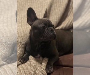 Mother of the French Bulldog puppies born on 08/18/2019