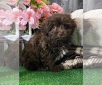 Small #2 Havanese