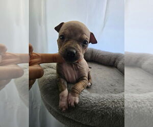 American Hairless Terrier Puppy for sale in MEDFORD, MA, USA