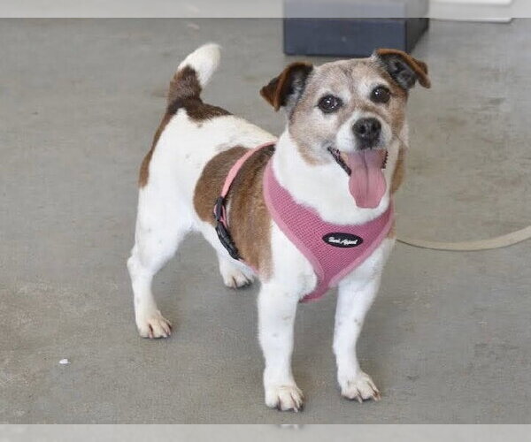 Medium Photo #2 Jack Russell Terrier-Unknown Mix Puppy For Sale in Westwood, NJ, USA