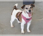 Small #1 Jack Russell Terrier Mix