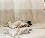 Small #5 Boxer Mix