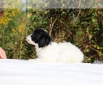 Small #18 ShihPoo