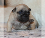 Small Photo #49 Pug Puppy For Sale in WINNSBORO, TX, USA