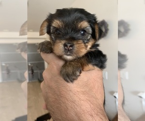 Yorkshire Terrier Puppy for sale in GLENDALE, CA, USA