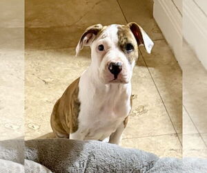American Bulldog Dogs for adoption in Boca Raton, FL, USA