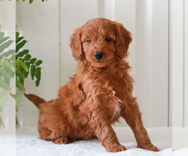 Medium Photo #4 Goldendoodle (Miniature) Puppy For Sale in LANCASTER, PA, USA