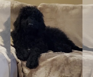 Poodle (Standard) Puppy for sale in KANSAS CITY, MO, USA