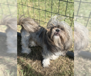 Shih Tzu-Unknown Mix Dogs for adoption in Andover, MN, USA