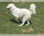 Small #14 Great Pyrenees Mix