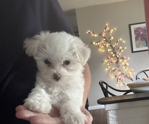 Morkie Puppy for sale in VIRGINIA BEACH, VA, USA