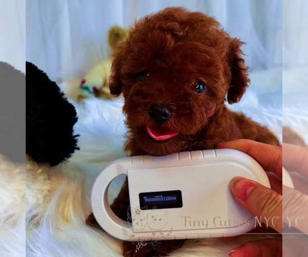 Medium Photo #5 Poodle (Miniature) Puppy For Sale in ASTORIA, NY, USA