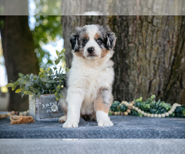 Medium Photo #3 Miniature Australian Shepherd Puppy For Sale in CHRISTIANA, PA, USA