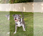 Small #16 Staffordshire Bull Terrier Mix