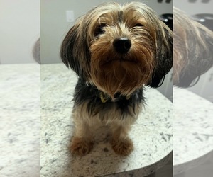 Mother of the Yorkshire Terrier puppies born on 09/13/2025