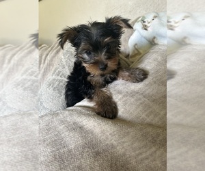 Yorkshire Terrier Puppy for sale in VIRGINIA BEACH, VA, USA
