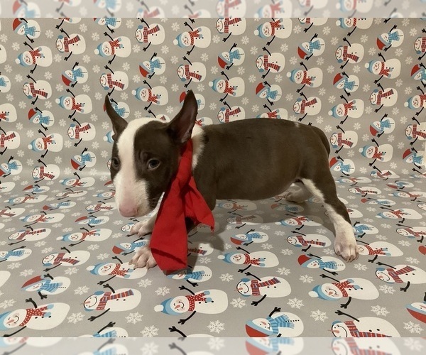 Medium Photo #4 Bull Terrier Puppy For Sale in BIRMINGHAM, AL, USA