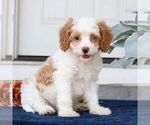 Small Photo #2 Cavapoo Puppy For Sale in NARVON, PA, USA