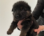 Small Photo #25 German Shepherd Dog Puppy For Sale in INMAN, SC, USA