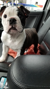 Medium Photo #1 English Bulldog Puppy For Sale in WESTLAND, MI, USA
