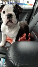 English Bulldog Puppy for sale in WESTLAND, MI, USA