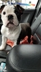 Small Photo #1 English Bulldog Puppy For Sale in WESTLAND, MI, USA