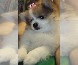 Pomeranian Puppy for sale in FAIRVIEW HEIGHTS, IL, USA