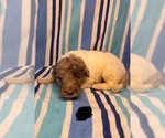 Small #4 Goldendoodle