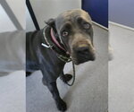 MEDUSA - Female Mutt Dog for Adoption - Small photo