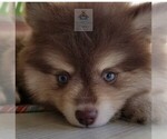 Small Photo #15 Pomsky Puppy For Sale in RAMSEY, MN, USA