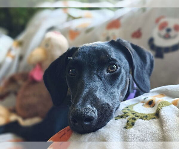 Medium Photo #2 Labrador Retriever-Unknown Mix Puppy For Sale in Fort Worth, TX, USA