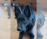 Small #2 Mutt