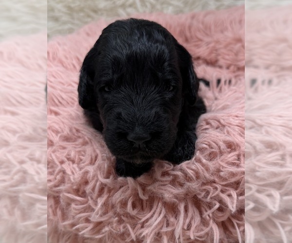 Medium Photo #26 Goldendoodle Puppy For Sale in PIERSON, FL, USA
