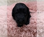 Small Photo #26 Goldendoodle Puppy For Sale in PIERSON, FL, USA