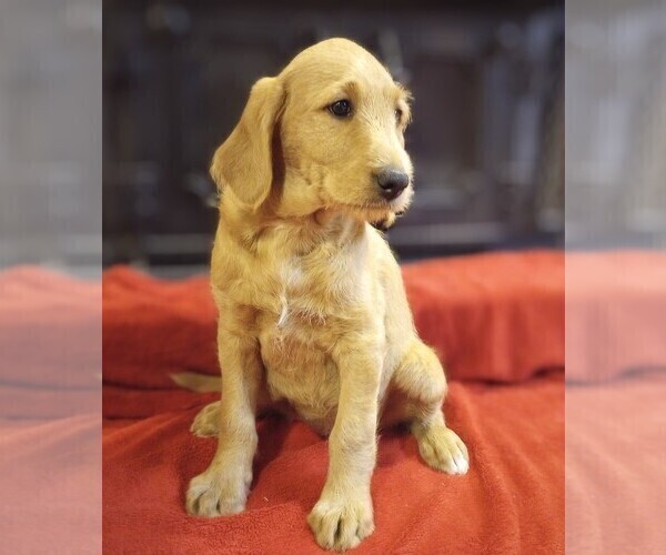 Medium Photo #4 Labradoodle Puppy For Sale in MOMEYER, NC, USA