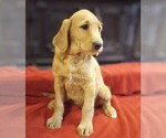 Small Photo #4 Labradoodle Puppy For Sale in MOMEYER, NC, USA