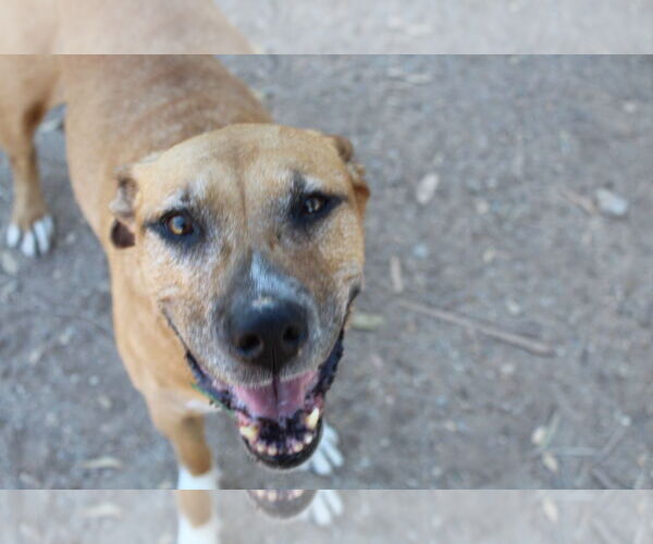 Medium Photo #6 American Pit Bull Terrier-Unknown Mix Puppy For Sale in El Centro, CA, USA