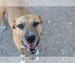 Small #5 American Pit Bull Terrier Mix