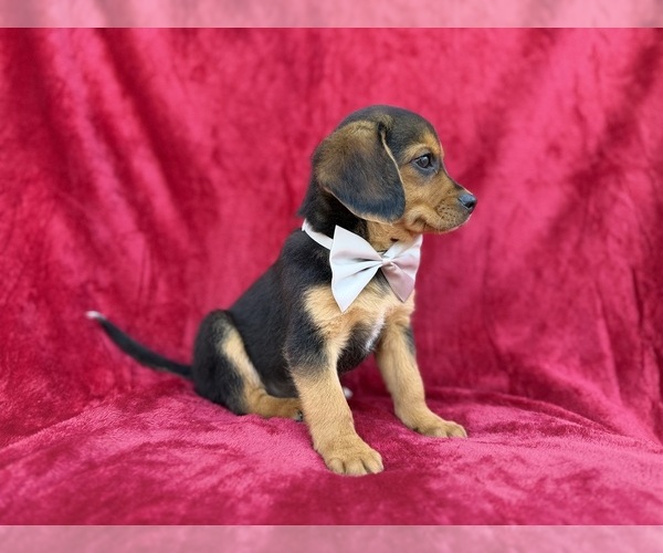 Medium Photo #3 Beagle-Labradoodle Mix Puppy For Sale in LAKELAND, FL, USA