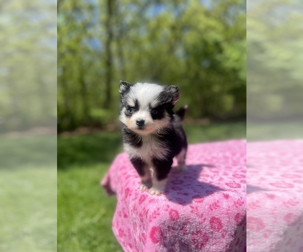 Medium Photo #35 Pomsky Puppy For Sale in DRACUT, MA, USA