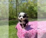 Small Photo #35 Pomsky Puppy For Sale in DRACUT, MA, USA
