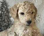 Small Photo #5 Poodle (Standard) Puppy For Sale in BLOUNTVILLE, TN, USA
