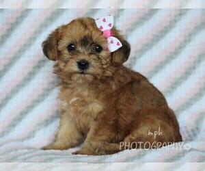 YorkiePoo Puppy for sale in LIBERTY, KY, USA