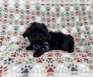 Shih-Poo Puppy for sale in LAKELAND, FL, USA