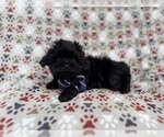 Small Shih-Poo