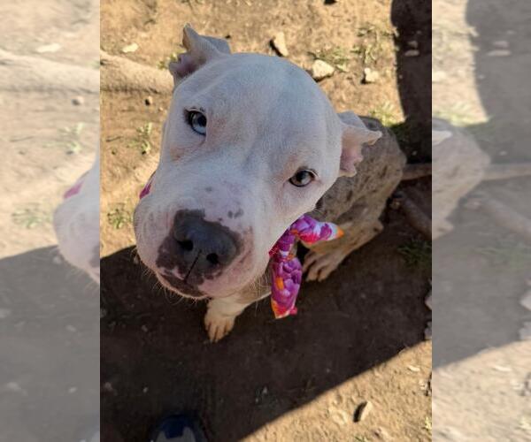 Medium Photo #2 Mutt Puppy For Sale in Tulsa, OK, USA